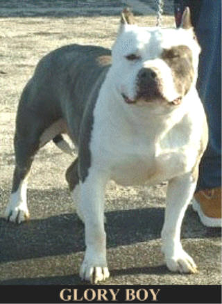 RAZORS EDGE TRUEBLUE'S GLORY BOY